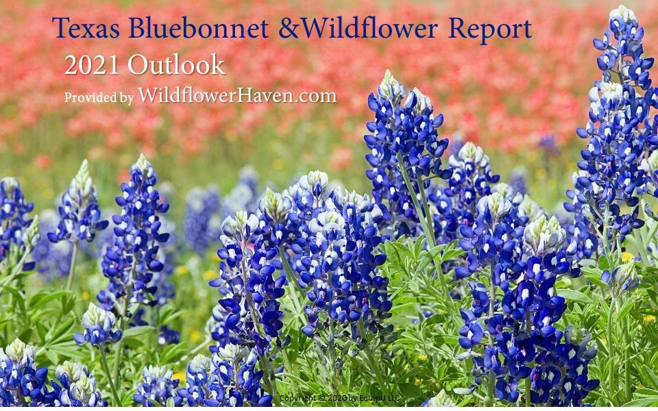 Texas Bluebonnet and Wildflower Report - 2020 Outlook